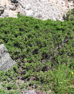 Fotografia 1 da espécie Juniperus communis subesp. alpina no Jardim Botânico UTAD