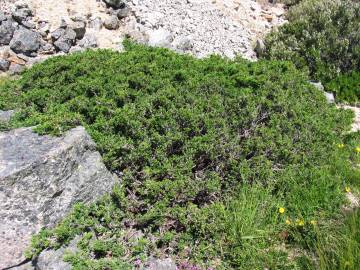 Fotografia da espécie Juniperus communis subesp. alpina