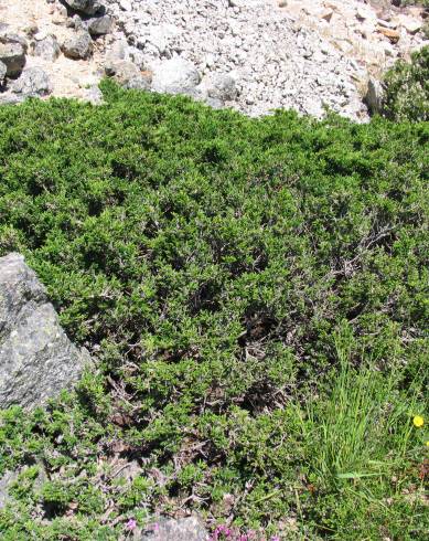 Fotografia de capa Juniperus communis subesp. alpina - do Jardim Botânico