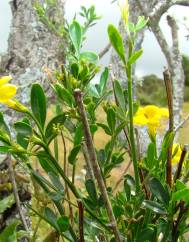 Chrysojasminum fruticans