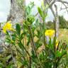 Fotografia 1 da espécie Chrysojasminum fruticans do Jardim Botânico UTAD