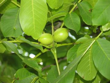 Fotografia da espécie Juglans regia