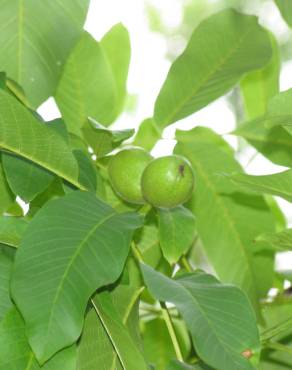 Fotografia 5 da espécie Juglans regia no Jardim Botânico UTAD