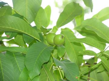 Fotografia da espécie Juglans regia