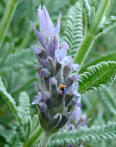 Fotografia de capa Lavandula dentata - do Jardim Botânico