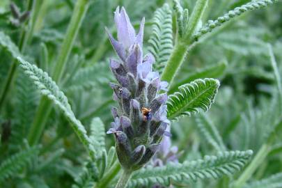 Fotografia da espécie Lavandula dentata