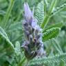 Fotografia 1 da espécie Lavandula dentata do Jardim Botânico UTAD