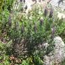 Fotografia 3 da espécie Lavandula stoechas subesp. stoechas do Jardim Botânico UTAD