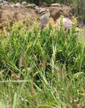 Fotografia 3 da espécie Lavandula viridis no Jardim Botânico UTAD