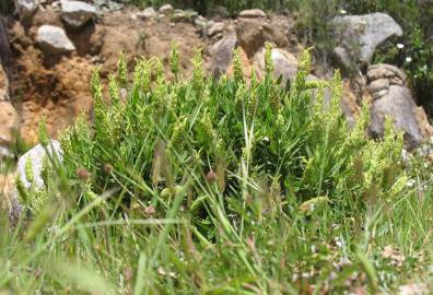 Fotografia da espécie Lavandula viridis