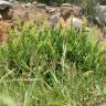 Fotografia 3 da espécie Lavandula viridis do Jardim Botânico UTAD