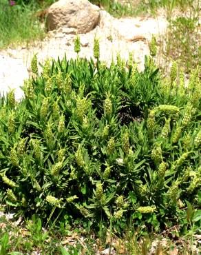 Fotografia 4 da espécie Lavandula viridis no Jardim Botânico UTAD