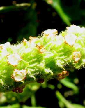 Fotografia 5 da espécie Lavandula viridis no Jardim Botânico UTAD