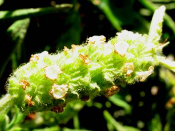 Fotografia da espécie Lavandula viridis