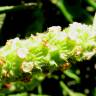 Fotografia 5 da espécie Lavandula viridis do Jardim Botânico UTAD