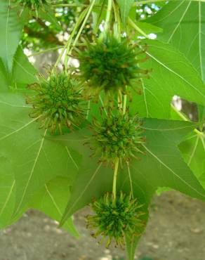 Fotografia 7 da espécie Liquidambar styraciflua no Jardim Botânico UTAD