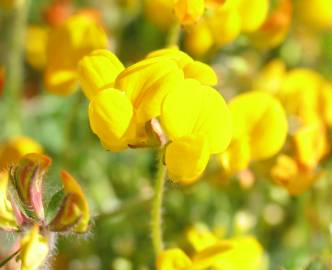 Fotografia da espécie Lotus corniculatus subesp. carpetanus