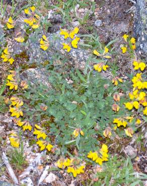 Fotografia 1 da espécie Lotus corniculatus subesp. carpetanus no Jardim Botânico UTAD