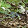 Fotografia 3 da espécie Teesdalia nudicaulis do Jardim Botânico UTAD