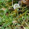 Fotografia 10 da espécie Teesdalia nudicaulis do Jardim Botânico UTAD