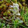 Fotografia 11 da espécie Teesdalia nudicaulis do Jardim Botânico UTAD