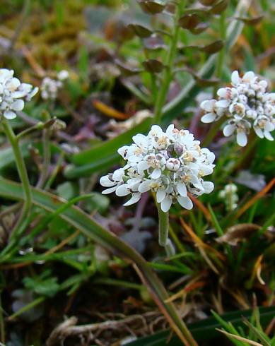 Fotografia de capa Teesdalia nudicaulis - do Jardim Botânico