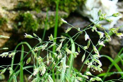 Fotografia da espécie Poa annua