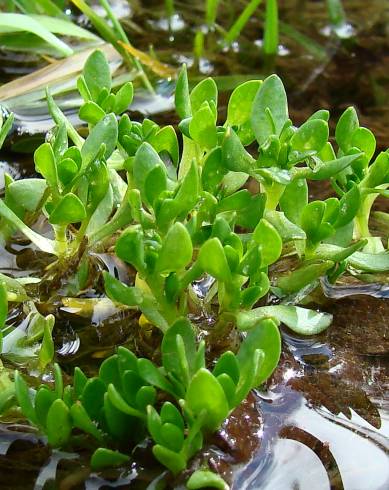 Fotografia de capa Montia fontana - do Jardim Botânico