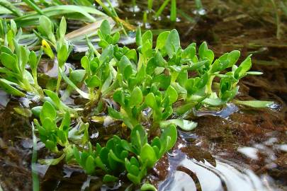 Fotografia da espécie Montia fontana