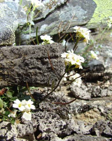 Fotografia de capa Murbeckiella sousae - do Jardim Botânico