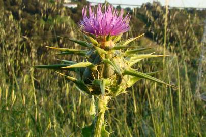 Fotografia da espécie Silybum marianum