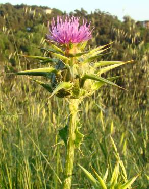 Fotografia 3 da espécie Silybum marianum no Jardim Botânico UTAD