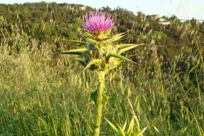 Fotografia da espécie Silybum marianum