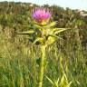 Fotografia 3 da espécie Silybum marianum do Jardim Botânico UTAD