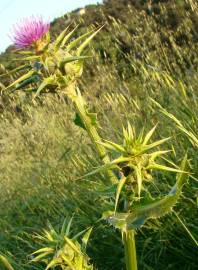 Fotografia da espécie Silybum marianum