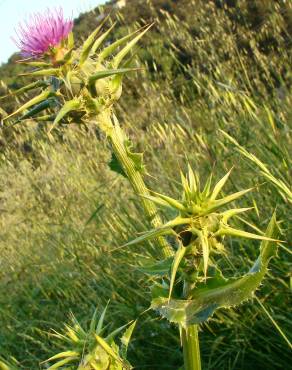 Fotografia 5 da espécie Silybum marianum no Jardim Botânico UTAD