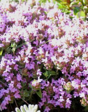 Fotografia 4 da espécie Thymus camphoratus no Jardim Botânico UTAD