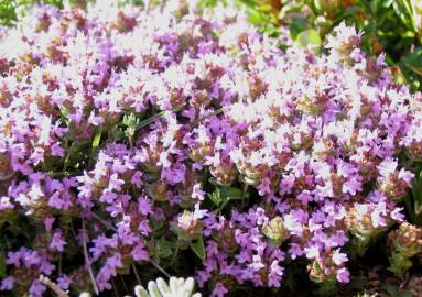 Fotografia da espécie Thymus camphoratus