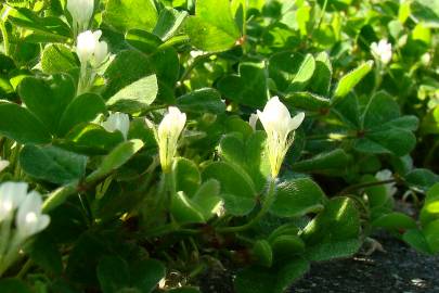 Fotografia da espécie Trifolium subterraneum subesp. subterraneum var. subterraneum