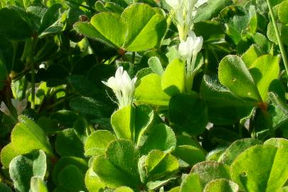 Fotografia da espécie Trifolium subterraneum subesp. subterraneum var. subterraneum