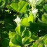 Fotografia 5 da espécie Trifolium subterraneum subesp. subterraneum var. subterraneum do Jardim Botânico UTAD