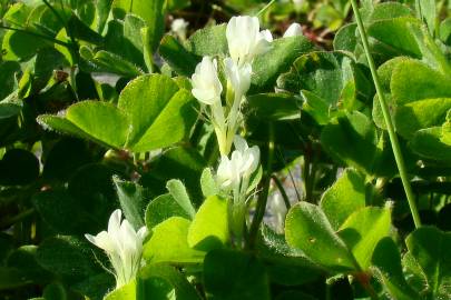 Fotografia da espécie Trifolium subterraneum subesp. subterraneum var. subterraneum