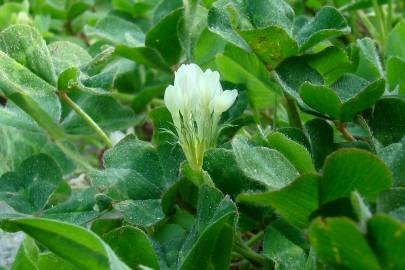 Fotografia da espécie Trifolium subterraneum subesp. subterraneum var. subterraneum