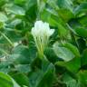 Fotografia 7 da espécie Trifolium subterraneum subesp. subterraneum var. subterraneum do Jardim Botânico UTAD