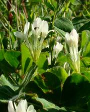 Fotografia da espécie Trifolium subterraneum