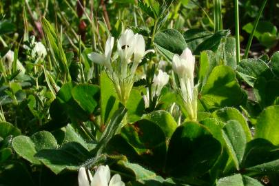 Fotografia da espécie Trifolium subterraneum subesp. subterraneum var. subterraneum