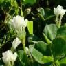 Fotografia 8 da espécie Trifolium subterraneum subesp. subterraneum var. subterraneum do Jardim Botânico UTAD