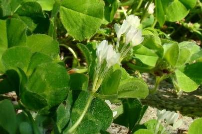 Fotografia da espécie Trifolium subterraneum subesp. subterraneum var. subterraneum
