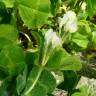 Fotografia 9 da espécie Trifolium subterraneum subesp. subterraneum var. subterraneum do Jardim Botânico UTAD