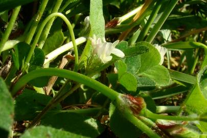 Fotografia da espécie Trifolium subterraneum subesp. subterraneum var. subterraneum